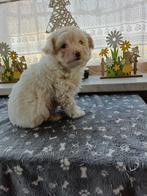 Lieve kruising pups te koop, 8 tot 15 weken, Meerdere, Meerdere dieren, Nederland