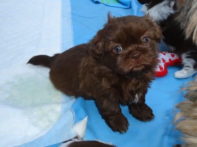 Gezocht shih tzu liver dekreutje, Dieren en Toebehoren, Parvo, Overige rassen, 1 tot 2 jaar, Teef