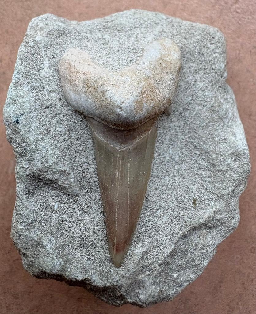 Fossiele haaientand, Verzamelen, Ophalen of Verzenden, Fossiel