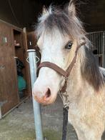 Jaarling Welsh A hengst, Dieren en Toebehoren, Hengst, Niet van toepassing, B pony (1.17m tot 1.27m), 0 tot 2 jaar