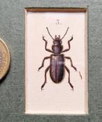 Antieke franse kopergravure Insect - Entomologie prent no.2, Antiek en Kunst, Ophalen of Verzenden