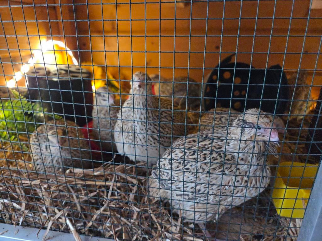 Jumbo kwartel hennen aan de leg, Vrouwelijk, Overige soorten