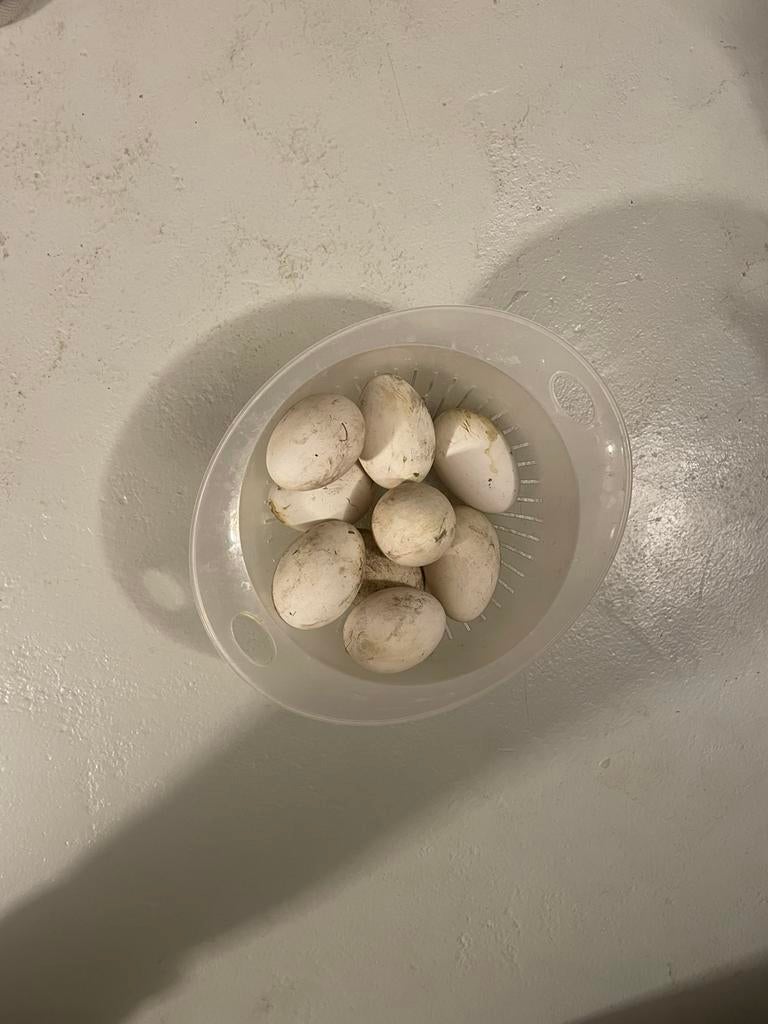 Ganzeneieren, Ophalen of Verzenden