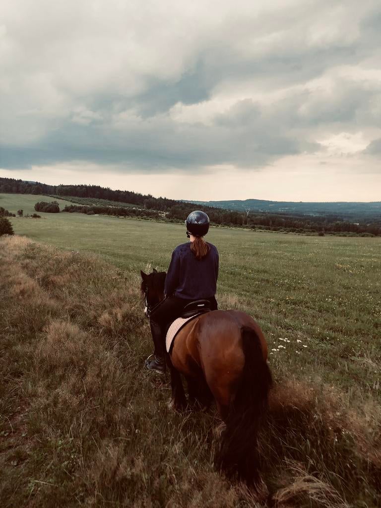 GEZOCHT; eigen paard, Dieren en Toebehoren, Stalling en Weidegang