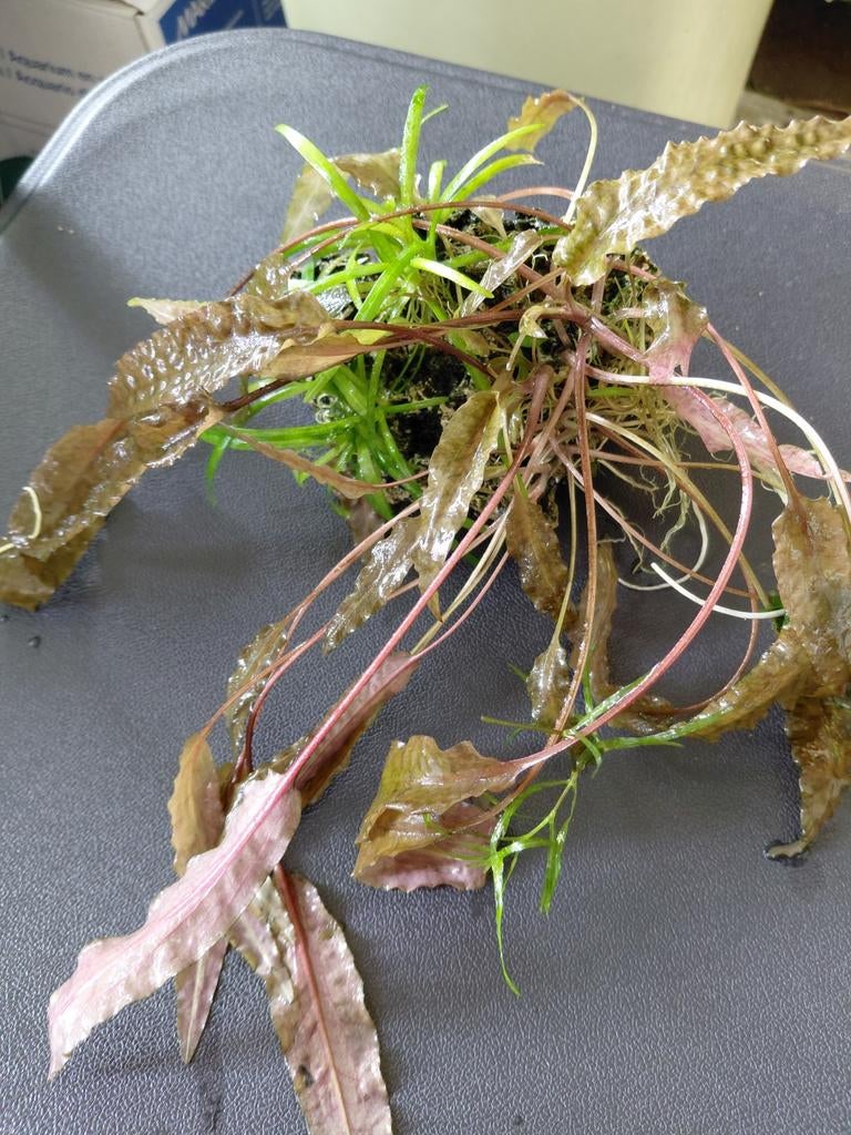 Plantjes, Dieren en Toebehoren, Vissen | Aquaria en Toebehoren, Ophalen, Plant(en), Steen of Hout