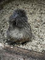 broedeieren USA zijdehoender eieren sierkip, Geslacht onbekend, Kip