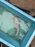 Goudwinde 50cm goudvis vijver vis vissen blauwwinde zilver, Goudvis(sen)