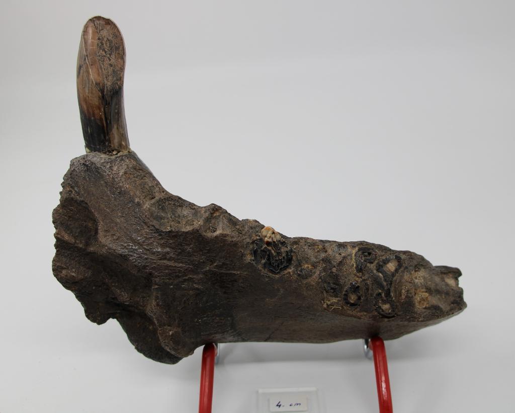 Nijlpaard kaakdeel, Ophalen of Verzenden, Fossiel