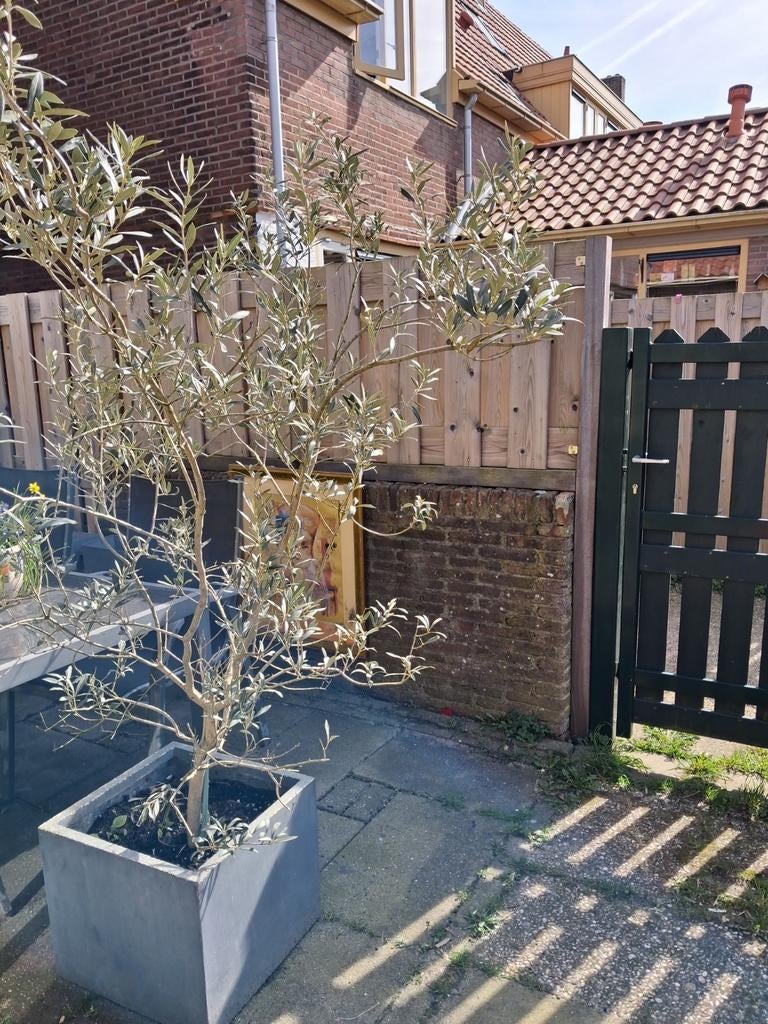 Prachtige winterharde olijfboom 2m in grijze bak, Tuin en Terras, Planten | Tuinplanten, Volle zon, Vaste plant, Bloeit niet, Ophalen