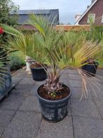 Mooie butia capita., Tuin en Terras, Planten | Bomen, Bloeit niet, 100 tot 250 cm, Palmboom, Ophalen