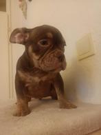 American bullys, Overige rassen, 8 tot 15 weken, Parvo, Meerdere