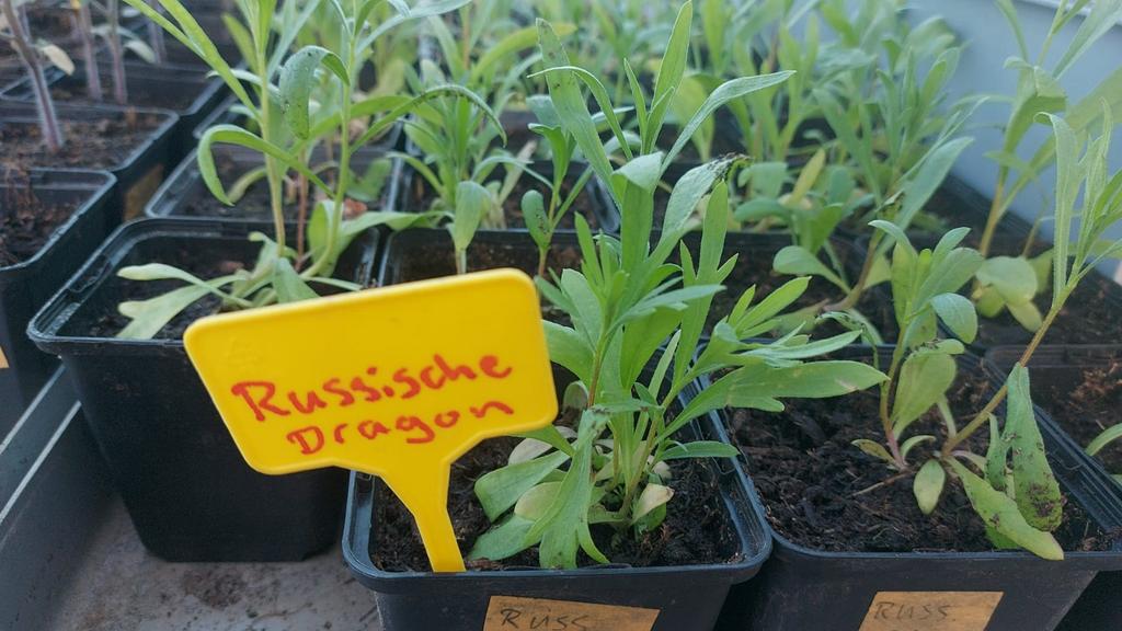 Russische dragon, Ophalen, Overige soorten, Volle zon