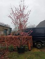 Diverse sierkersen in pot, Tuin en Terras, Overige soorten, Lente, 250 tot 400 cm, Ophalen