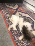 Kitten, Ophalen of Verzenden, Nieuw