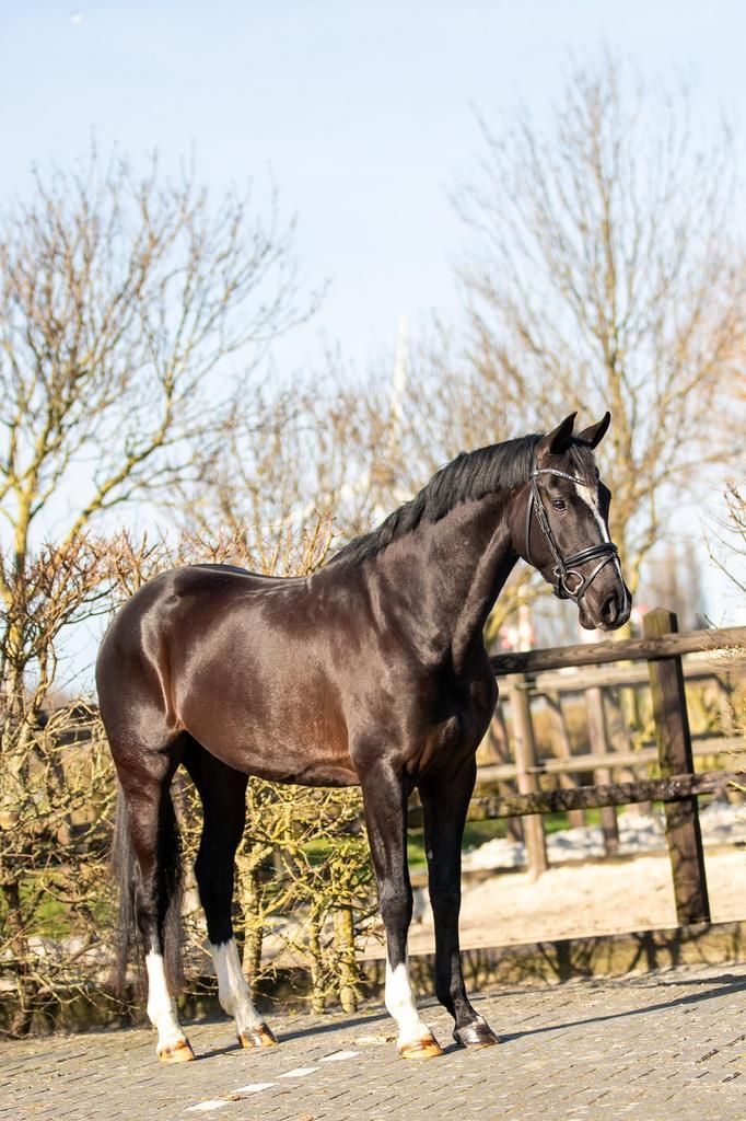 Talentvolle 4-jarige merrie, Dieren en Toebehoren, Paarden, Merrie, Zadelmak, 160 tot 165 cm, 3 tot 6 jaar, Dressuurpaard
