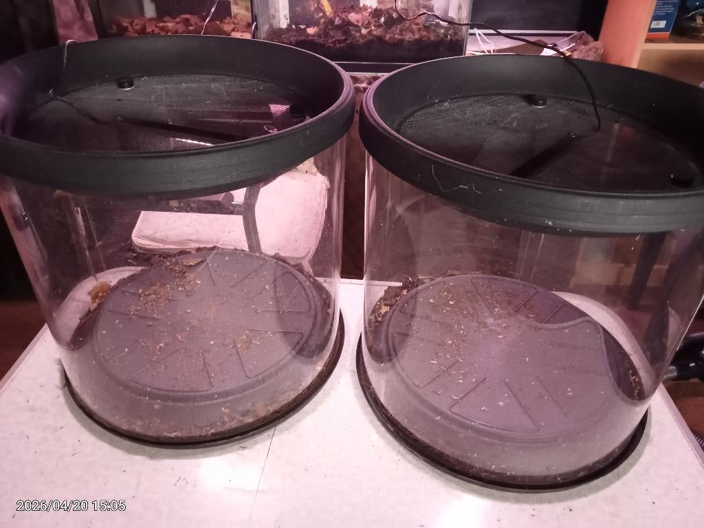 geleed potigen terarium, Overige soorten