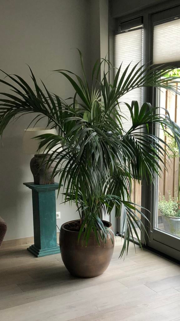 Grote kamerpalm in pot, Huis en Inrichting, Kamerplanten, Ophalen, Palm, Halfschaduw, In pot