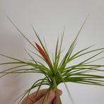 Tillandsia caulescens / losse luchtplant, Huis en Inrichting, Kamerplanten, Ophalen of Verzenden, Halfschaduw, Minder dan 100 cm