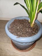 Geglazuurde bloempot, Tuin en Terras, Bloempotten, Ophalen, Gebruikt, Rond, Aardewerk