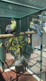 Koppeltje witwang toerako’s, Meerdere dieren, Parkiet