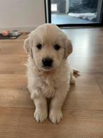 Golden Retriever met stamboom, Golden retriever, Nederland, 8 tot 15 weken, Teef