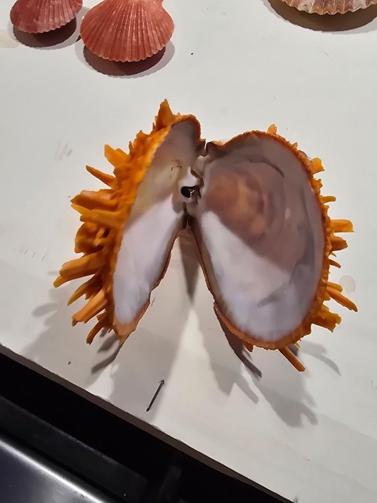 Mooie oranje Spondylus 2,50 per stuk, Ophalen of Verzenden, Schelp(en)