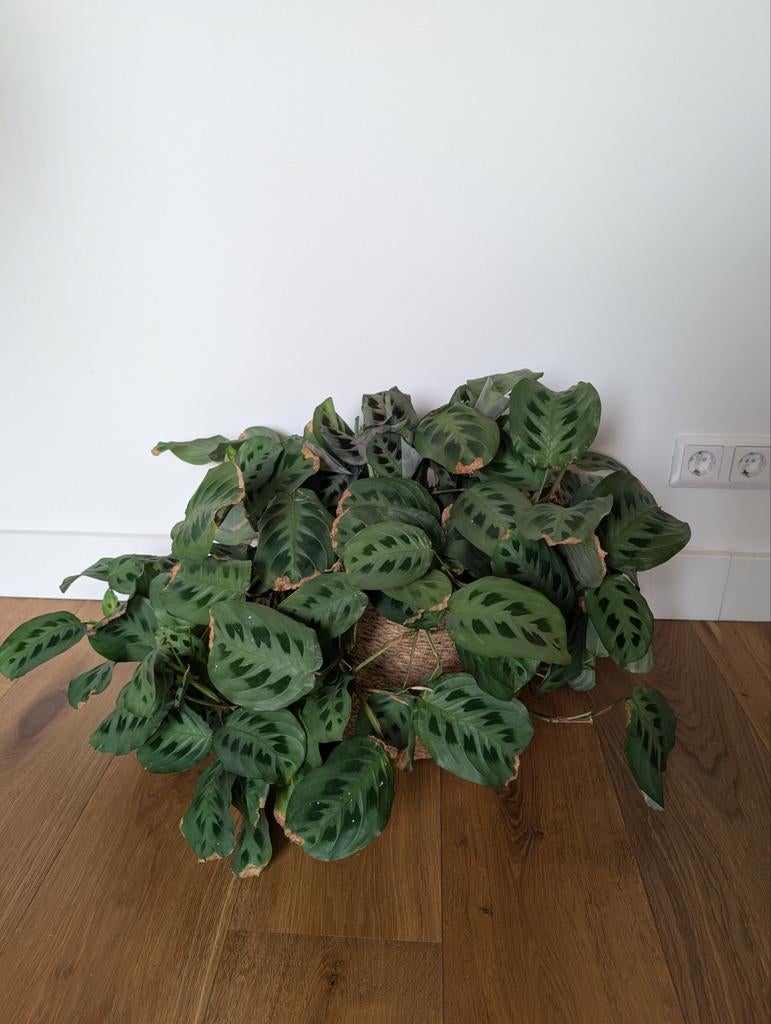 Maranta Leuconeura Hanging Prayer Plant, Huis en Inrichting, Kamerplanten, Ophalen, Halfschaduw, Minder dan 100 cm