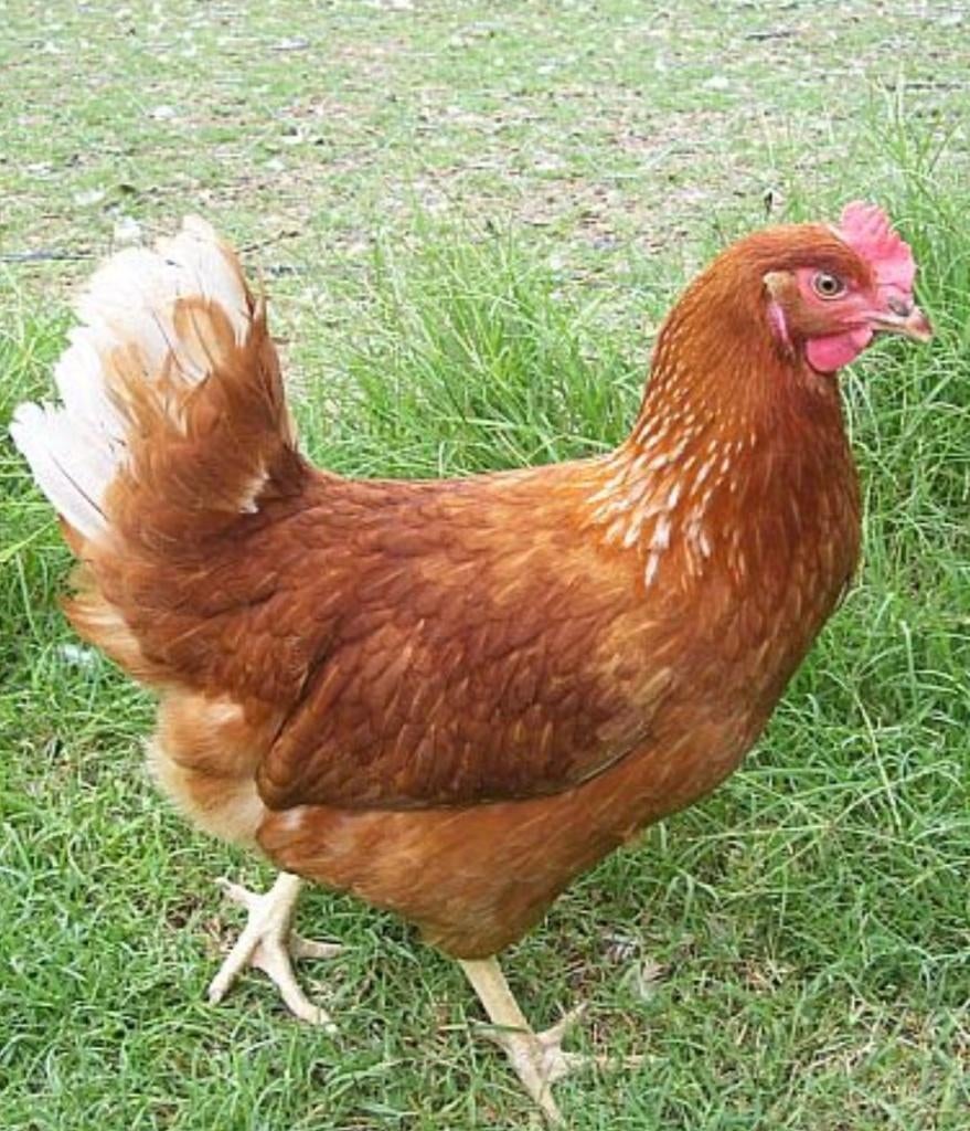 Jonge leghennen, legkippen Isa Brown, Dieren en Toebehoren, Pluimvee, Vrouwelijk, Kip