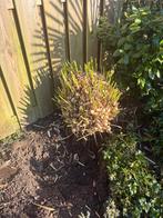 Gratis Pampasgrasplant, Tuin en Terras, Planten | Bomen, Ophalen, Volle zon, Overige soorten