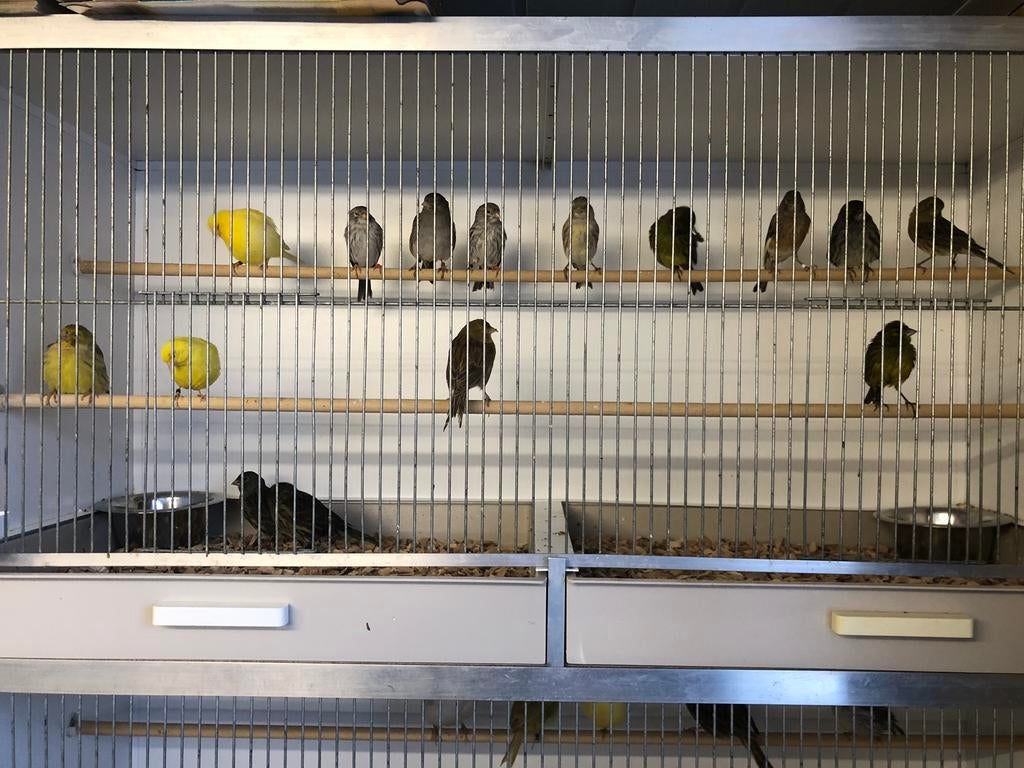 Kanarie Poppen, Dieren en Toebehoren, Vogels | Kanaries, Vrouwelijk, Kleurkanarie