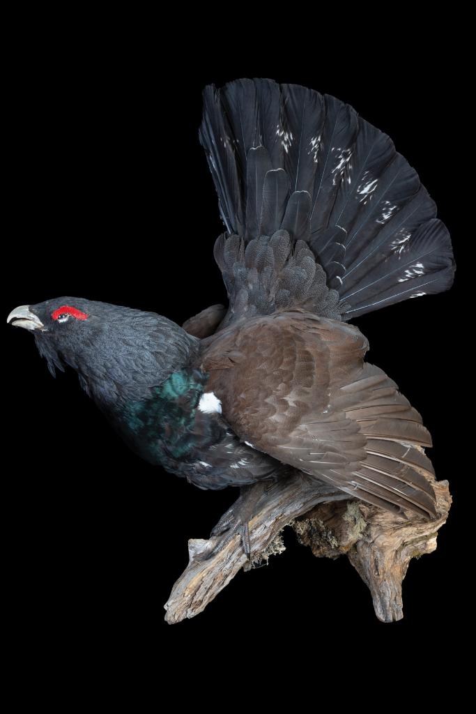 Auerhaan Taxidermie, Ophalen of Verzenden, Zo goed als nieuw, Overige soorten, Opgezet dier
