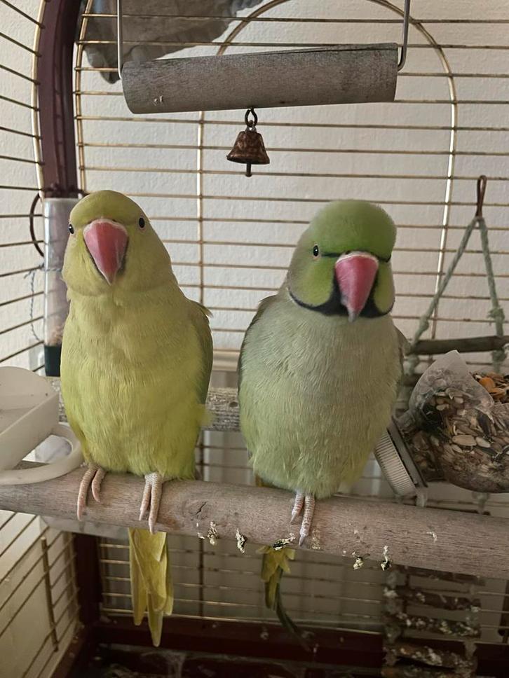 Halsbandparkiet, Dieren en Toebehoren, Vogels | Parkieten en Papegaaien, Parkiet, Meerdere dieren