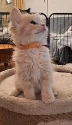 Nog 1 Ragdoll kitten geb. op 8 januari, Meerdere dieren, Met stamboom, 0 tot 2 jaar