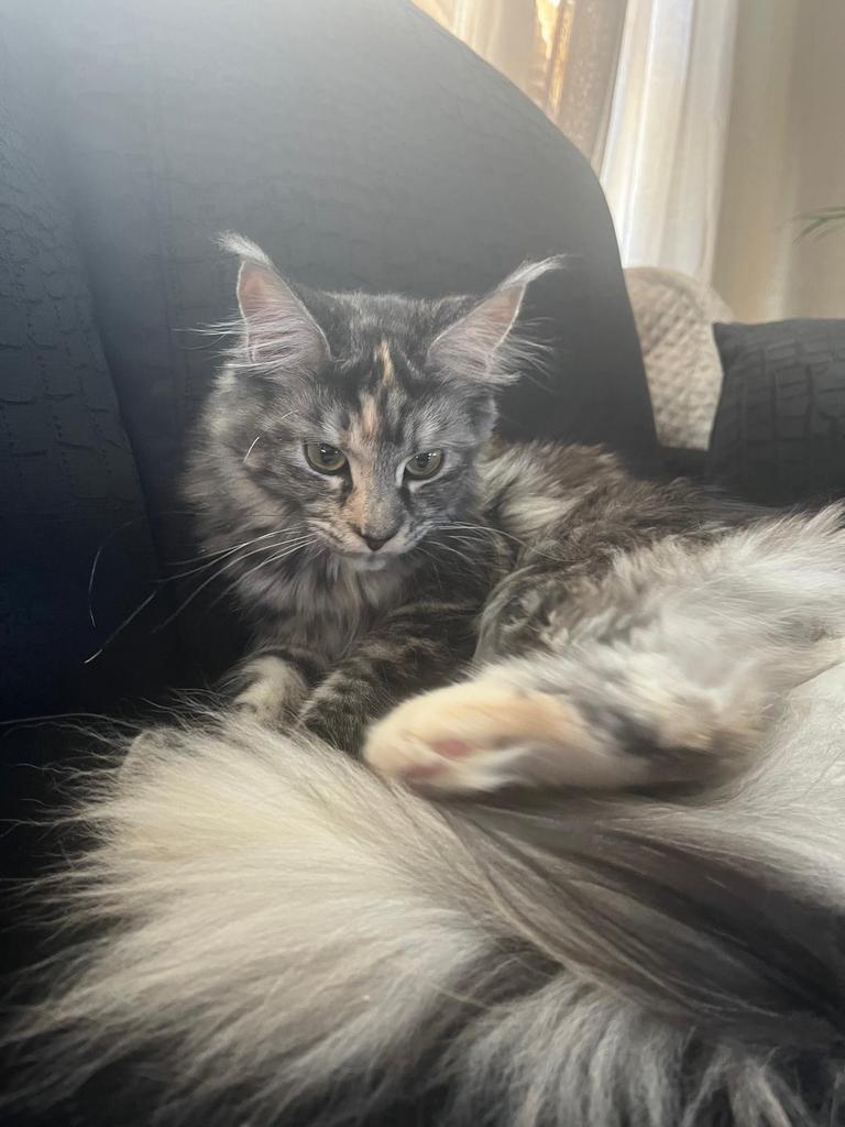 Lief  maincoon poesje, Dieren en Toebehoren, Poes