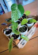 Kamerplanten mini's
Pakket, Huis en Inrichting, Kamerplanten, Ophalen, Halfschaduw, Minder dan 100 cm