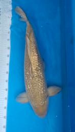 Div koi  koi karper, Karper of Koi