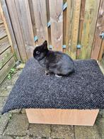 Kleurdwerg zwarte voedster, Vrouwelijk, Dwerg