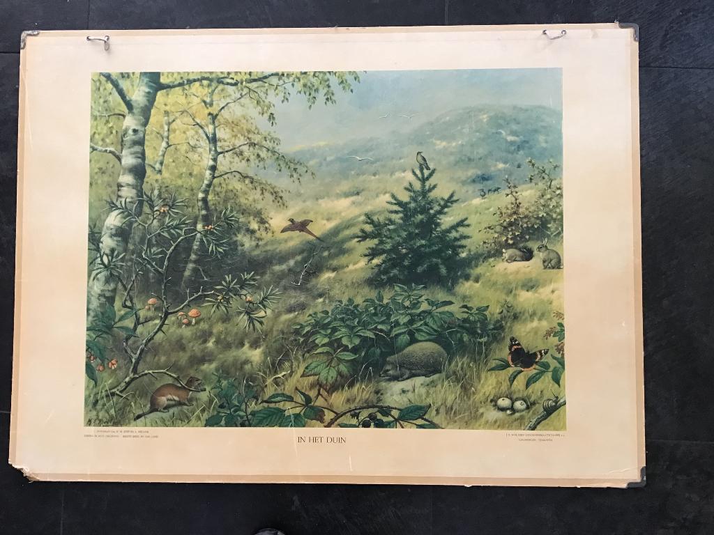 Schoolplaat, Antiek en Kunst, Antiek | Schoolplaten, Ophalen, Natuur en Biologie