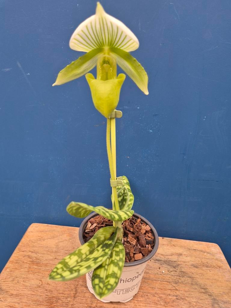 Orchidee Paphiopedilum Maudiae Femma p9 (4), Ophalen of Verzenden, Halfschaduw, Minder dan 100 cm