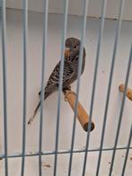 blackface melanistic antraciet, Dieren en Toebehoren, Vogels | Parkieten en Papegaaien, Vrouwelijk, Papegaai, Geringd