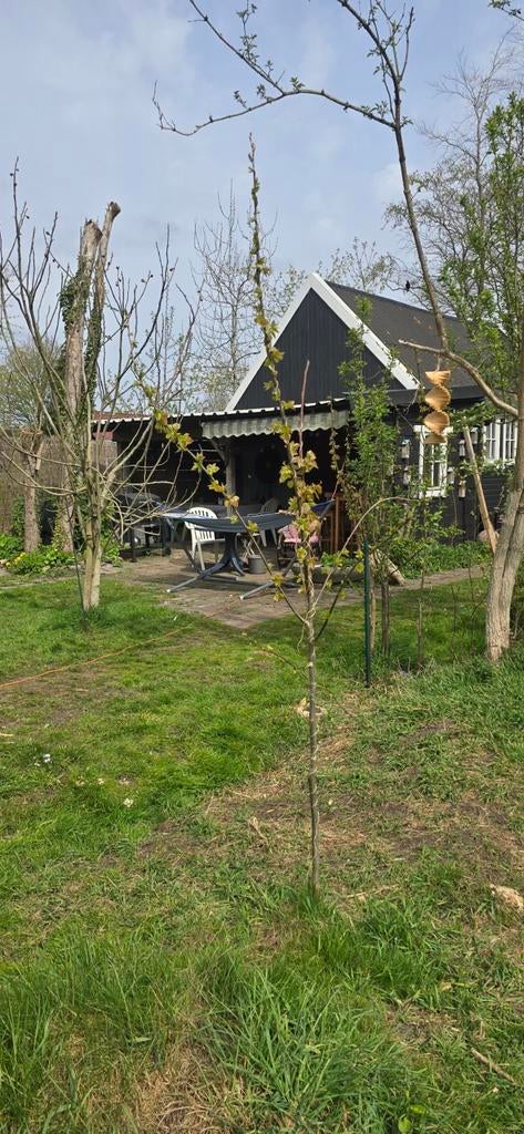 Uitgeschept 9 Populieren boompjes, ca. 2 meter hoog, Tuin en Terras, Planten | Bomen, Ophalen, Overige soorten, 100 tot 250 cm