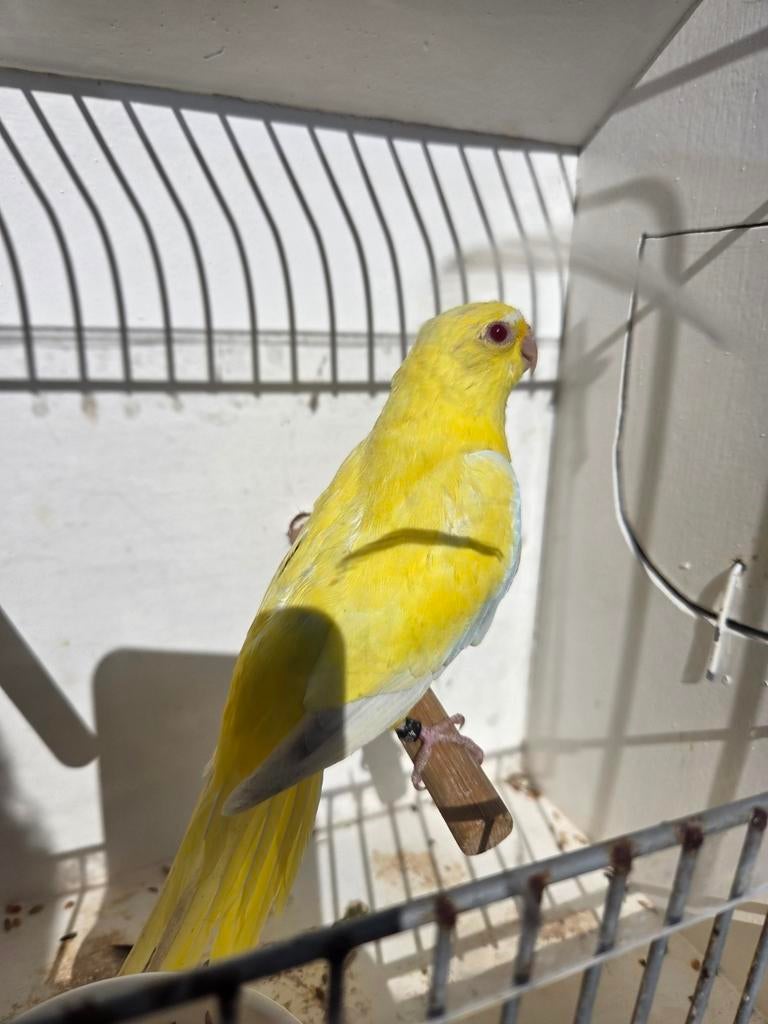 Elegant pop lutino 2025, Vrouwelijk, Parkiet, Geringd