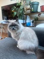 Ragdoll poes, Poes