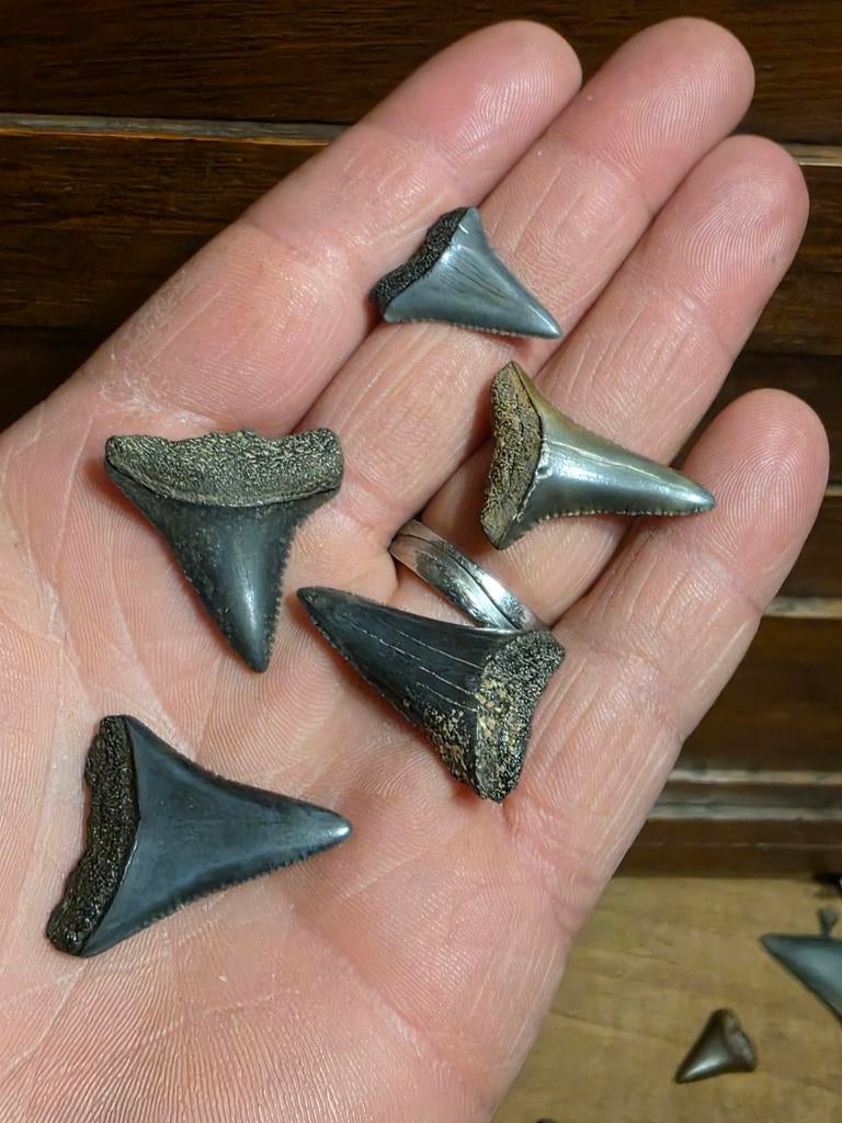 Set van 5  Carcharodon carcharias haaientanden uit de usa., Verzamelen, Ophalen of Verzenden, Fossiel