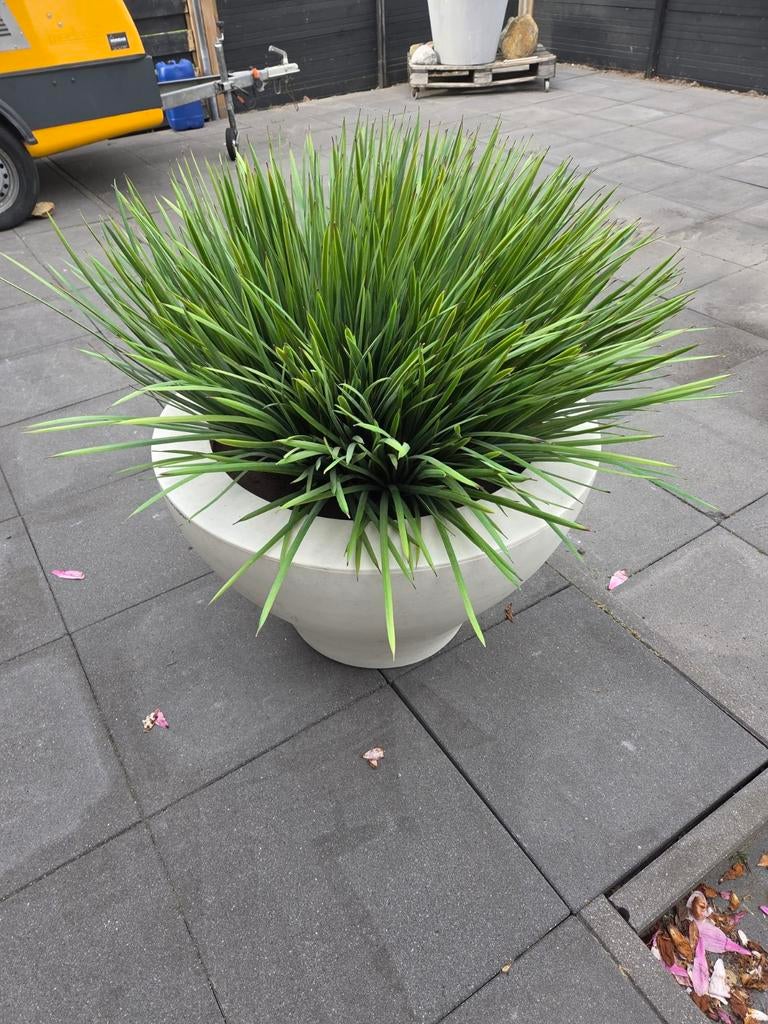 Xl tuinplant, Tuin en Terras, Planten | Tuinplanten, Ophalen, Overige soorten, Volle zon