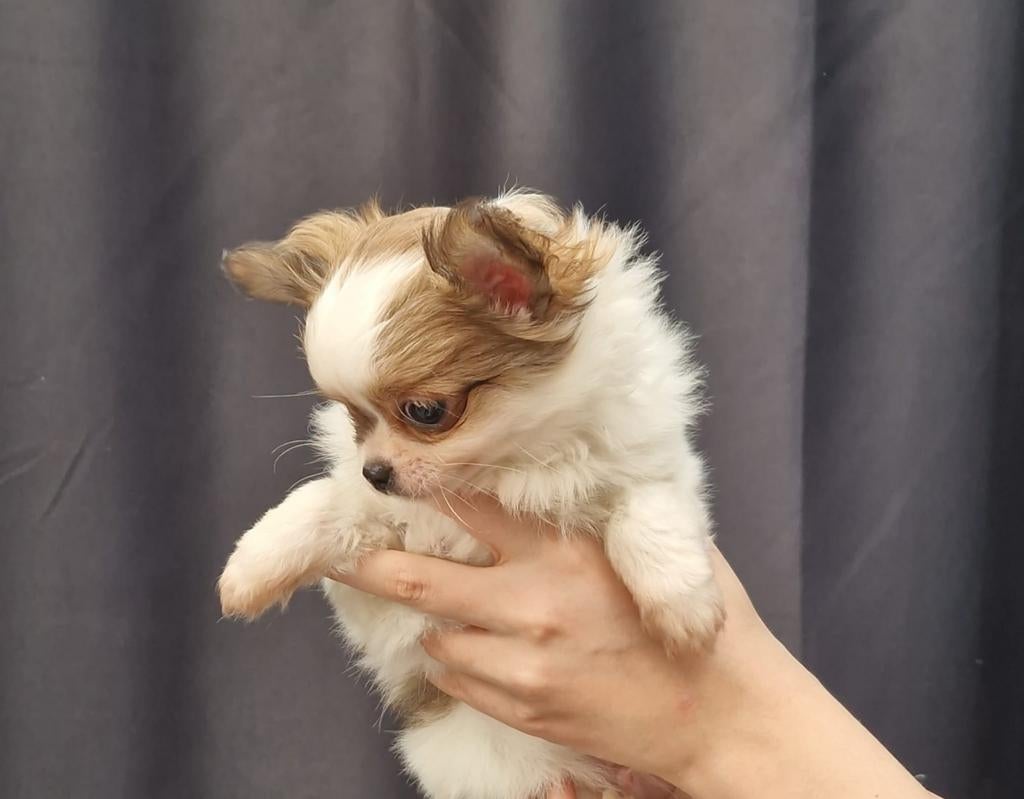 langharige chihuahua pup met FCI stamboom, Parvo, Reu, 8 tot 15 weken, Eén hond