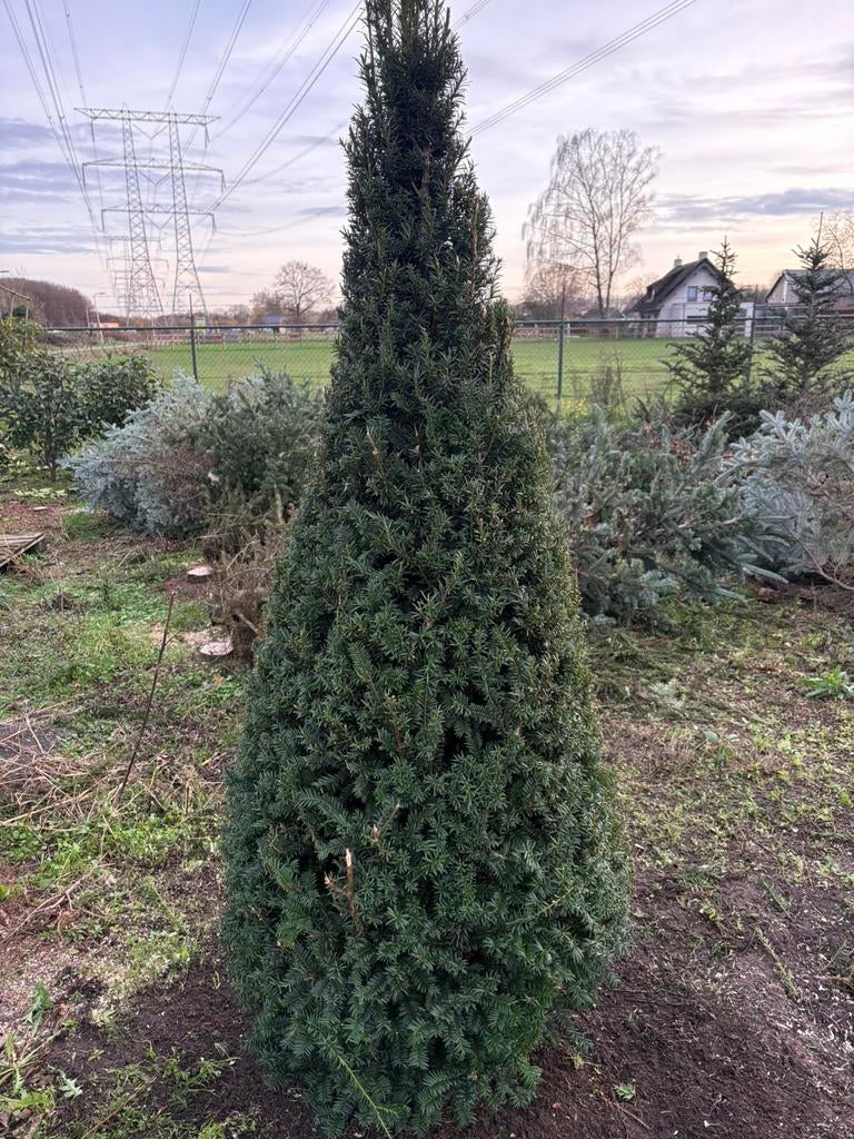 Taxus piramides 2 mtr, Tuin en Terras, Ophalen, Taxus, Struik
