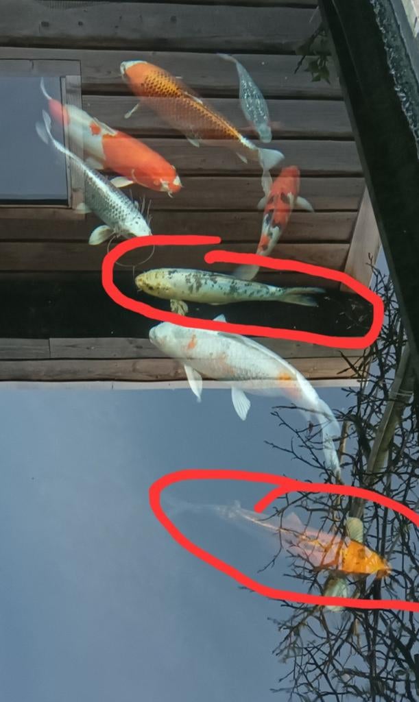 Deze week op te halen voor 50 euro!2 mooie koi's, 40 en 45, Karper of Koi