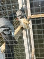 Tipplers duiven, Meerdere dieren, Parkiet