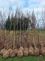 Walnoten bomen, notenboom,  Walnoot Juglans regia Broadview, Ophalen, Volle zon, Overige soorten